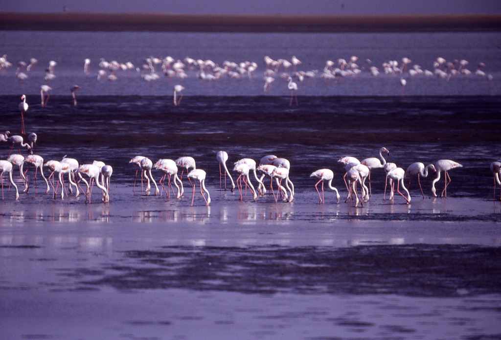 07-46_Flamingos.jpg