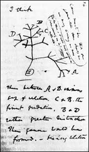 Darwin sketch