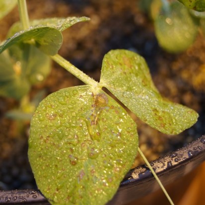 Pisum leaves with Ascochyta blight