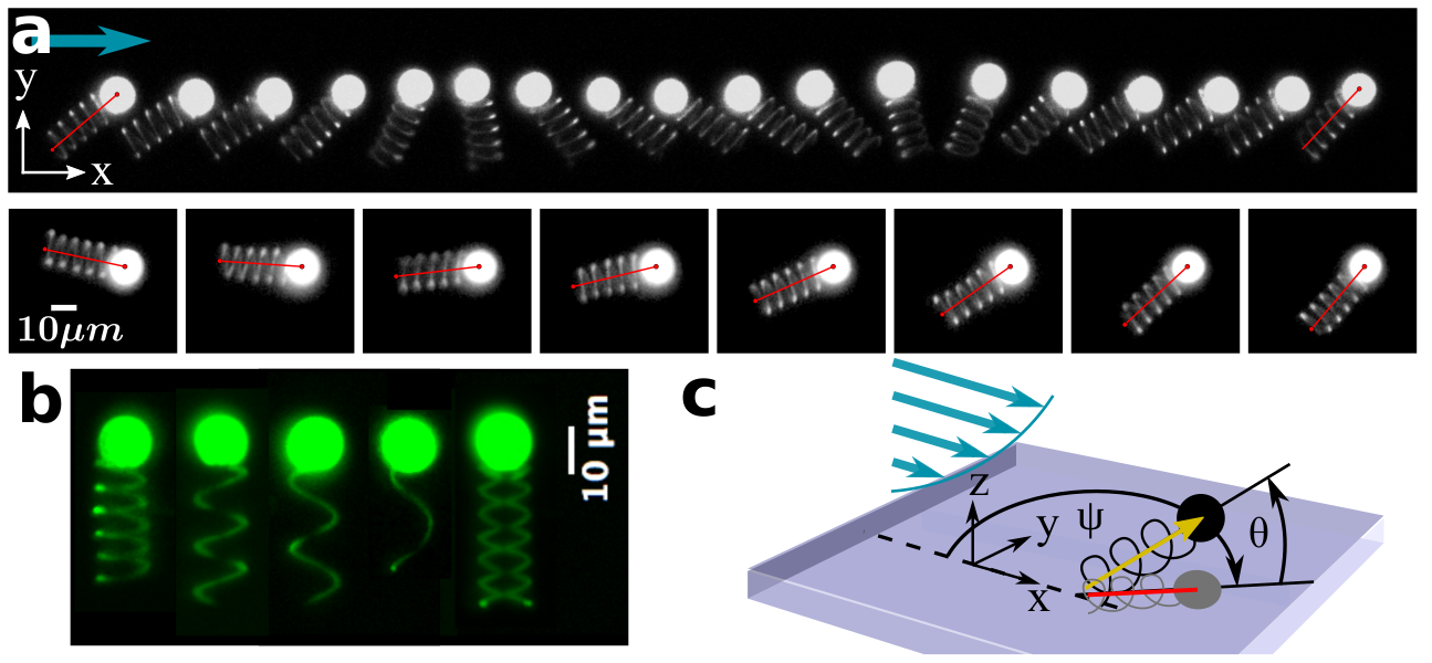 Head-helix particles (microprinted passive bacteria) in viscous shear flows