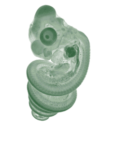 snake embryo gif
