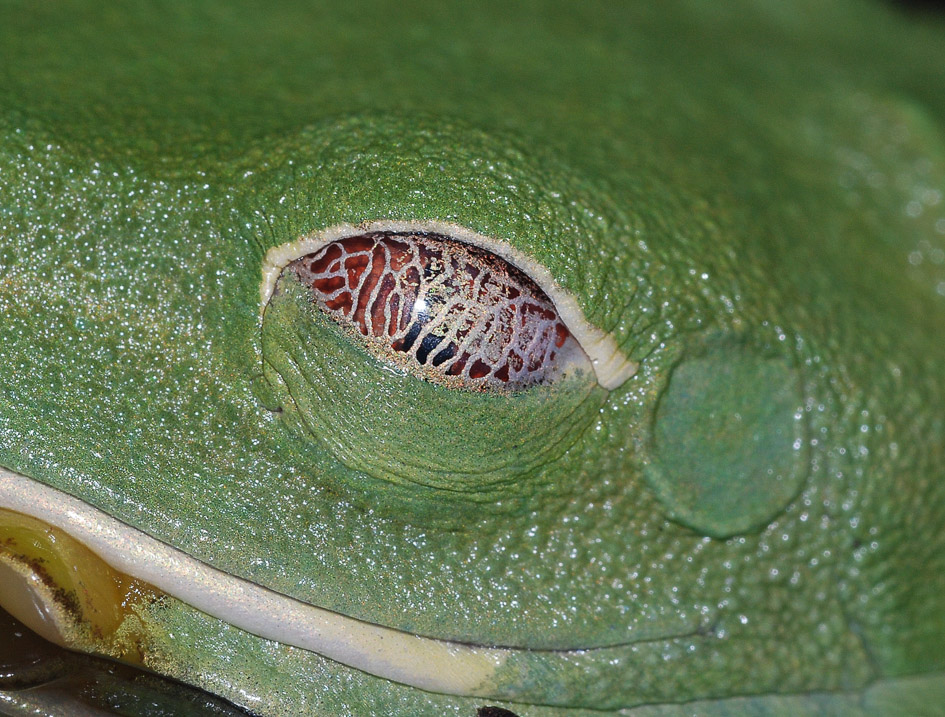 Agalychnis callidryas, Auge