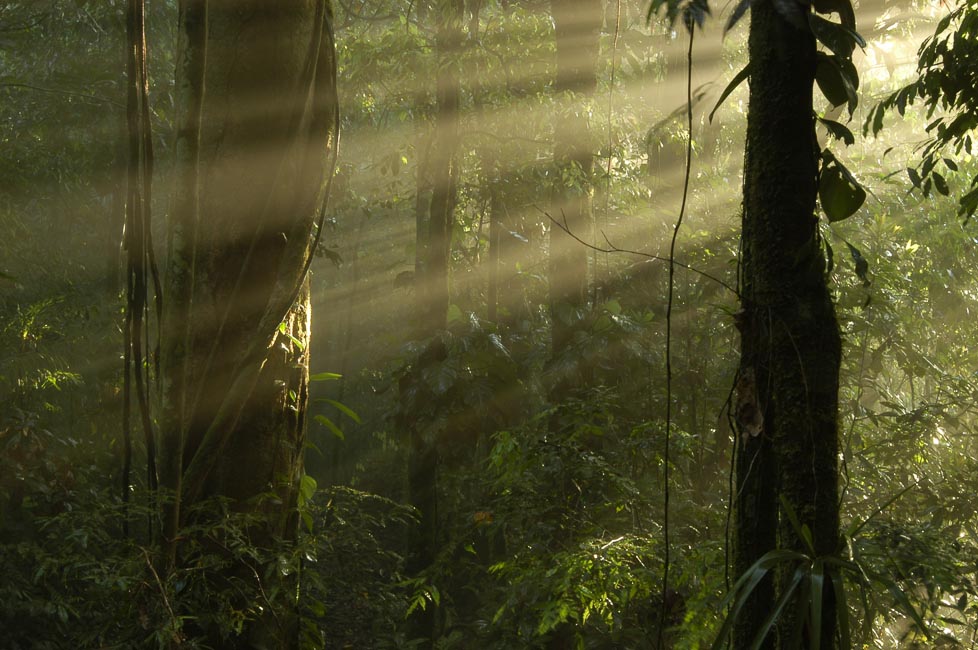 Sonnenaufgang im Regenwald