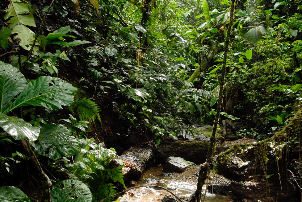 Reserva Biologica Quebrada Chorro
